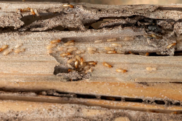 Best Best Pest Control Companies  in Chicago Heights, IL