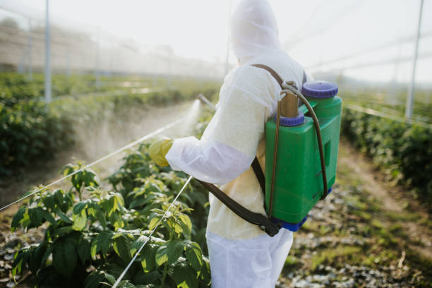 Best Local Pest Control Services  in Chicago Heights, IL